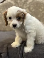 Stacy (free delivery to Chicago), a female Cavapoo and Cavalier King Charles Spaniel for sale in Chicago, IL – Photo 5 of 8