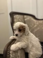 Stacy (delivery available to Chicago), a female Cavapoo and Miniature Goldendoodle for sale in Chicago, IL – Photo 3 of 5