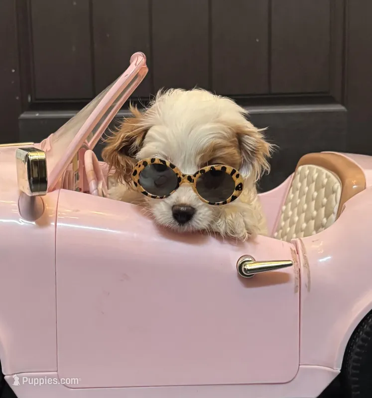 Stacy (free delivery to Chicago) – Cavapoo, Miniature Goldendoodle puppy for sale in Chicago, IL