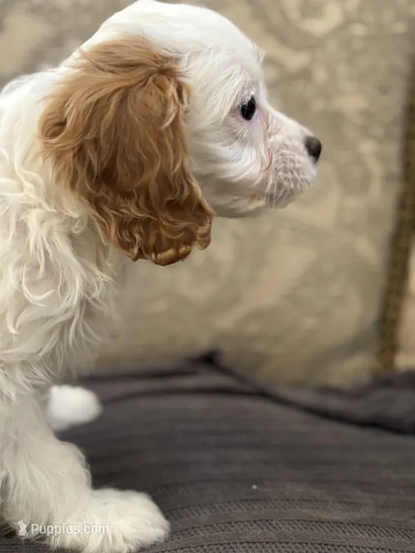 Stacy (free delivery to Chicago) – Cavapoo, Miniature Goldendoodle puppy for sale in Chicago, IL