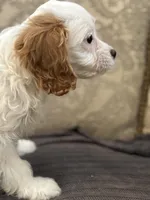 Stacy (free delivery to Chicago), a female Cavapoo and Cavalier King Charles Spaniel for sale in Chicago, IL – Photo 7 of 8