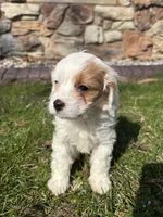 Stacy (delivery available to Chicago), a female Cavapoo for sale in Chicago, IL – Photo 2 of 7