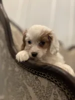 Stacy (delivery available to Chicago), a female Cavapoo and Miniature Goldendoodle for sale in Chicago, IL – Photo 1 of 5