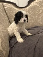 Peanut (free delivery to Chicago), a female Cavapoo and Bernedoodle for sale in Chicago, IL – Photo 7 of 8