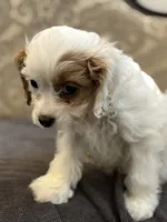 Stacy (free delivery to Chicago), a female Cavapoo and Cavalier King Charles Spaniel for sale in Chicago, IL – Photo 4 of 8