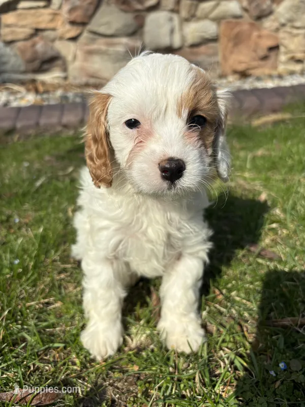 Stacy  – Cavapoo puppy for sale in Chicago, IL