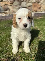 Stacy (delivery available to Chicago), a female Cavapoo for sale in Chicago, IL – Photo 1 of 7