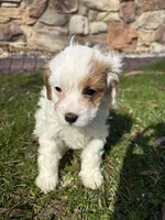 Stacy (delivery available to Chicago), a female Cavapoo for sale in Chicago, IL – Photo 3 of 7