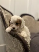 Stacy (delivery available to Chicago), a female Cavapoo and Miniature Goldendoodle for sale in Chicago, IL – Photo 2 of 5