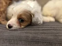 Stacy , a female Cavapoo for sale in Chicago, IL – Photo 1 of 4