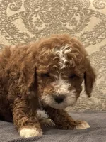 Norman(free delivery to Chicago area, a male Miniature Goldendoodle for sale in Chicago, IL – 7 of 9