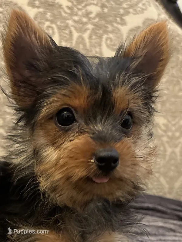 Cami (free delivery to Chicago  – Yorkshire Terrier puppy for sale in Chicago, IL