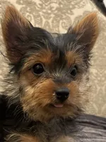 Cami (free delivery to Chicago , a female Yorkshire Terrier for sale in Chicago, IL – 1 of 9