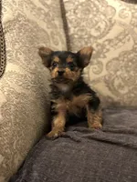 Cami (free delivery to Chicago , a female Yorkshire Terrier for sale in Chicago, IL – 10 of 10