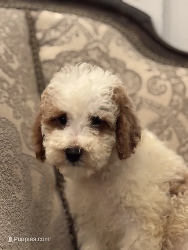 Milly(free delivery to Chicago area – Miniature Goldendoodle puppy for sale in Chicago, IL