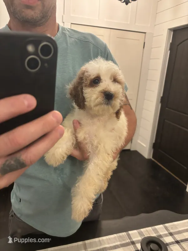 Milly(free delivery to Chicago area – Miniature Goldendoodle puppy for sale in Chicago, IL