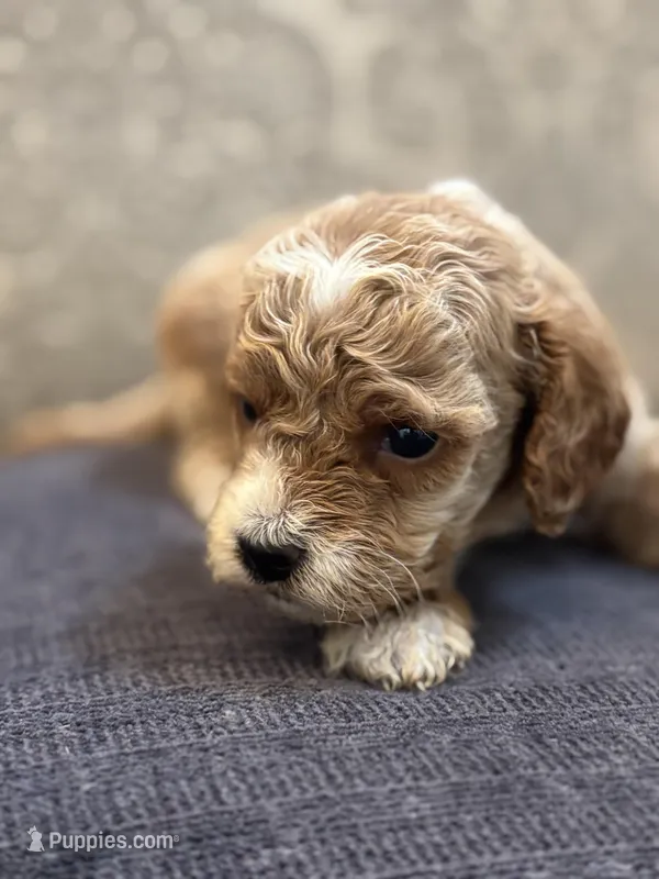 Bobby (free delivery to Chicago  – Miniature Goldendoodle puppy for sale in Chicago, IL