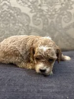 Bobby (free delivery to Chicago , a male Miniature Goldendoodle for sale in Chicago, IL – Photo 4 of 4