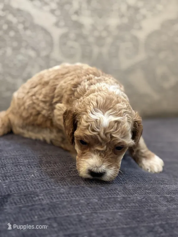 Bobby (free delivery to Chicago  – Miniature Goldendoodle puppy for sale in Chicago, IL