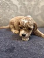 Bobby (free delivery to Chicago , a male Miniature Goldendoodle for sale in Chicago, IL – Photo 3 of 4