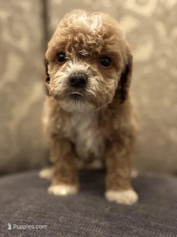 Bobby (free delivery to Chicago  – Miniature Goldendoodle puppy for sale in Chicago, IL