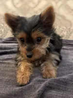 Cami (free delivery to Chicago , a female Yorkshire Terrier for sale in Chicago, IL – 9 of 9
