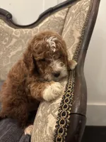 Norman(free delivery to Chicago area, a male Miniature Goldendoodle for sale in Chicago, IL – 3 of 9