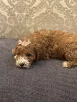 Nemo (free delivery to Chicago , a male Miniature Goldendoodle for sale in Chicago, IL – 5 of 7