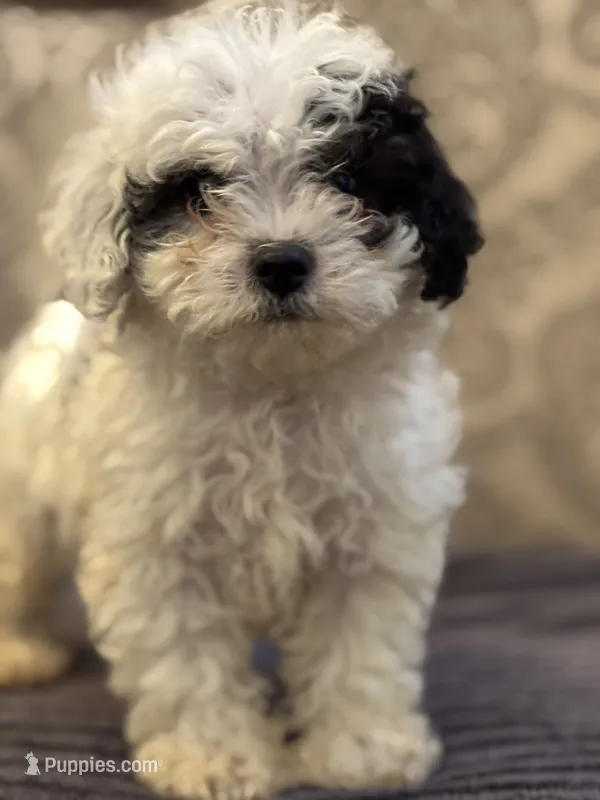 Nemo (free delivery to Chicago  – Coton de Tulear, Cavalier King Charles Spaniel puppy for sale in Chicago, IL
