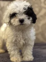 Nemo (free delivery to Chicago , a male Coton de Tulear and Cavalier King Charles Spaniel for sale in Chicago, IL – 1 of 10