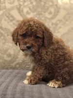 Princess Diana(free delivery to Chicago area, a female Miniature Goldendoodle for sale in Chicago, IL – 6 of 7