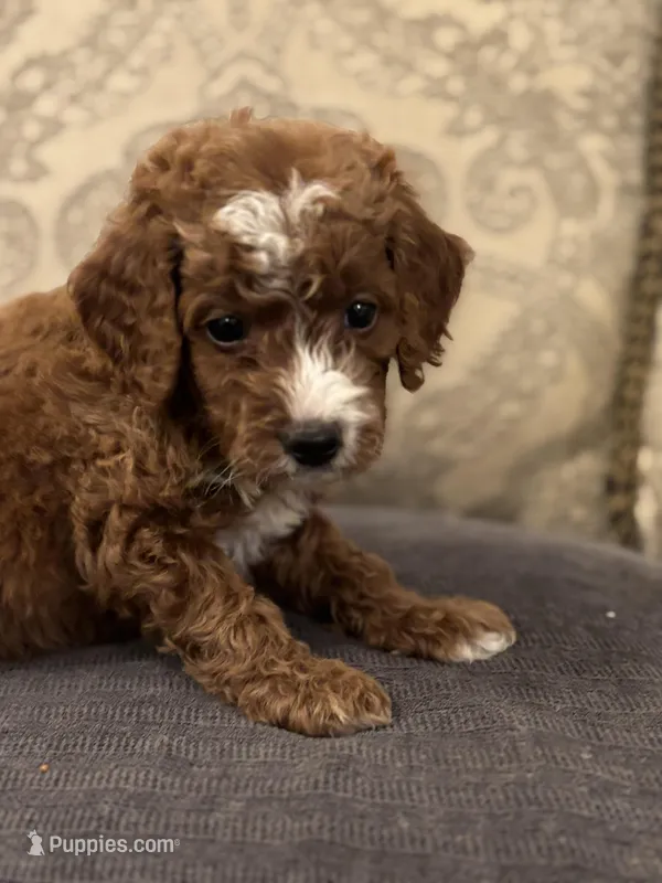 Sara (free delivery to Chicago  – Miniature Goldendoodle puppy for sale in Chicago, IL