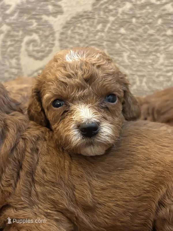 Cami, a female Miniature Goldendoodle for sale in Chicago, IL – Photo 1 of 5
