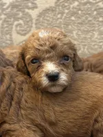 Cami, a female Miniature Goldendoodle for sale in Chicago, IL – Photo 1 of 5