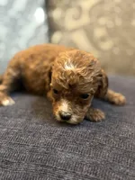 Cami, a female Miniature Goldendoodle for sale in Chicago, IL – Photo 3 of 5