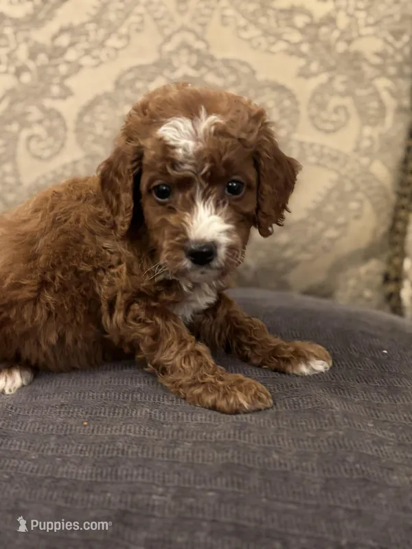 Sara (free delivery to Chicago  – Miniature Goldendoodle puppy for sale in Chicago, IL