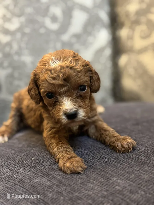 Sara (free delivery to Chicago  – Miniature Goldendoodle puppy for sale in Chicago, IL