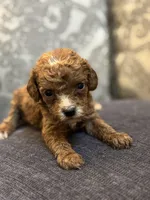 Cami, a female Miniature Goldendoodle for sale in Chicago, IL – Photo 4 of 5