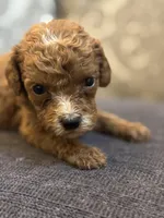 Cami, a female Miniature Goldendoodle for sale in Chicago, IL – Photo 2 of 5