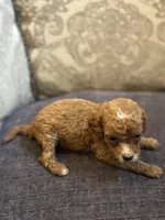 Cami, a female Miniature Goldendoodle for sale in Chicago, IL – Photo 5 of 5