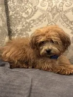 Bobby(free delivery to Chicago , a male Maltipoo and Maltese for sale in Chicago, IL – 2 of 9
