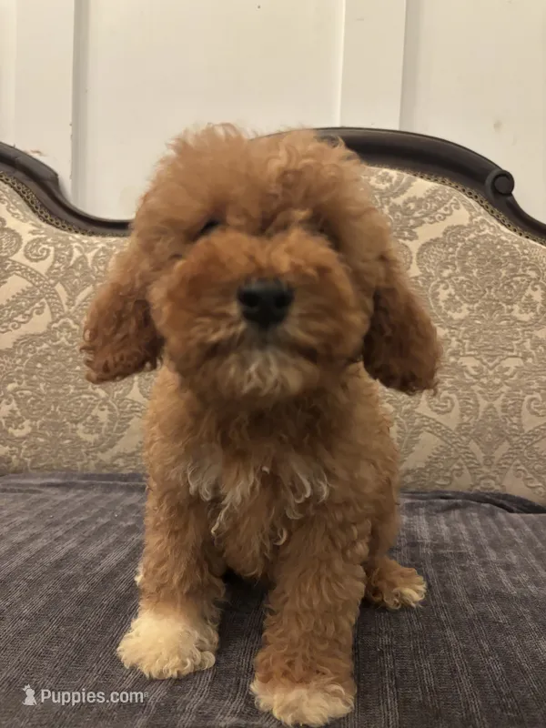 Cami(free delivery to Chicago area – Miniature Goldendoodle puppy for sale in Chicago, IL