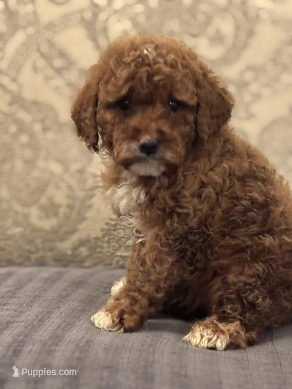 Princess Diana(free delivery to Chicago area – Miniature Goldendoodle puppy for sale in Chicago, IL