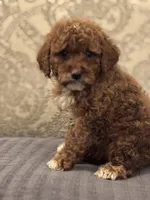 Princess Diana(free delivery to Chicago area, a female Miniature Goldendoodle for sale in Chicago, IL – 2 of 7