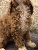 Betty(free delivery to Chicago area, a female Miniature Goldendoodle for sale in Chicago, IL – 3 of 7
