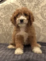 Betty(free delivery to Chicago area, a female Poodle - Standard  and Miniature Goldendoodle for sale in Chicago, IL – 5 of 8