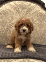 Betty(free delivery to Chicago area, a female Poodle - Standard  and Miniature Goldendoodle for sale in Chicago, IL – 4 of 8