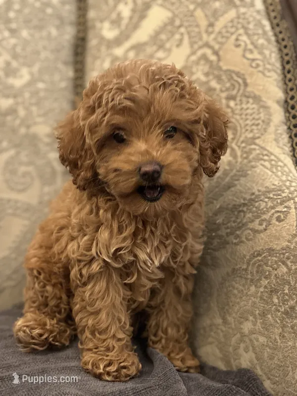 Emily (free delivery to Chicago  – Cavapoo, Miniature Goldendoodle puppy for sale in Chicago, IL