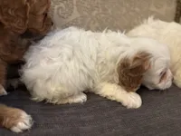 Stacy , a female Cavapoo for sale in Chicago, IL – Photo 2 of 4