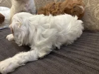 Stacy , a female Cavapoo for sale in Chicago, IL – Photo 3 of 4